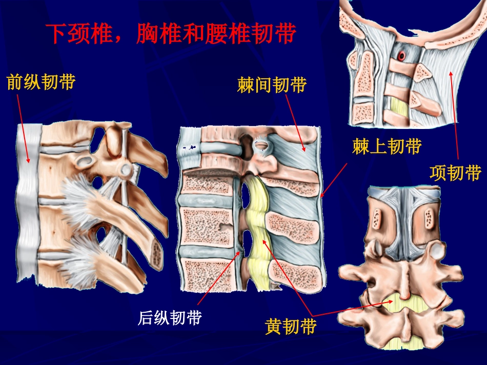 外影像与诊断学：腰椎影像解剖及常见病变_第6页