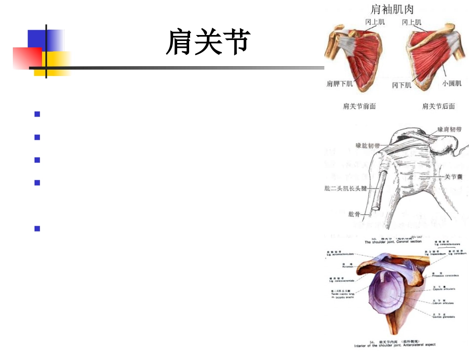 外影像与诊断学：肩关节病变MRI解剖和诊断_第4页