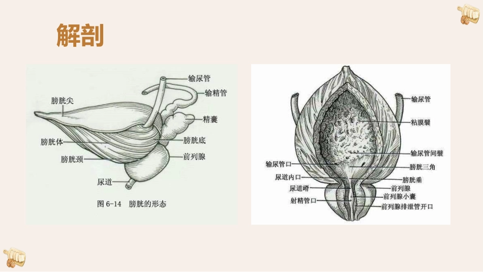 膀胱癌的影像诊断与鉴别诊断_第3页