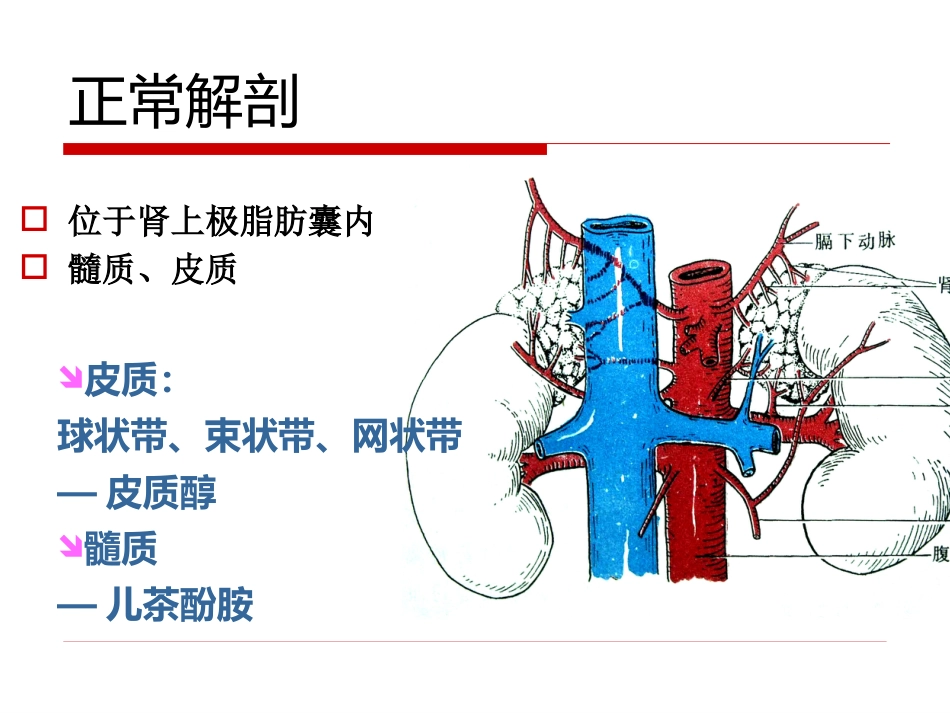 《影像诊断学》教学课件11 影像诊断学(肾上腺)_第6页