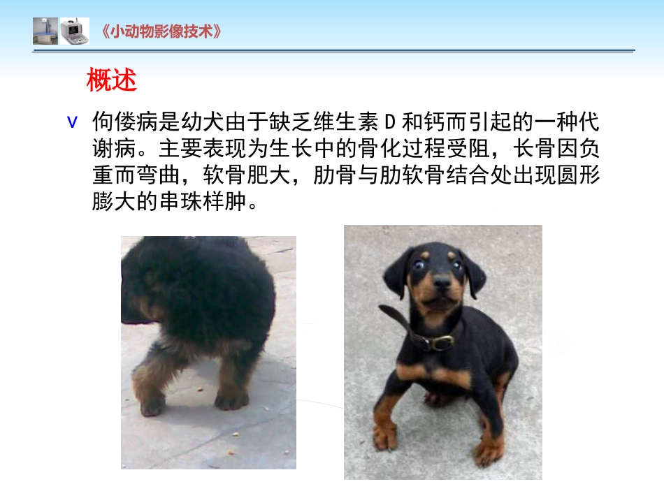【小动物影像技术课件】犬佝偻病影像诊断技术【12页】_第3页