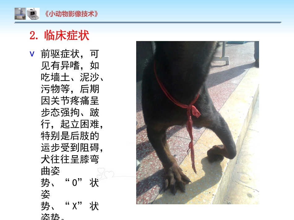 【小动物影像技术课件】犬佝偻病影像诊断技术【12页】_第5页