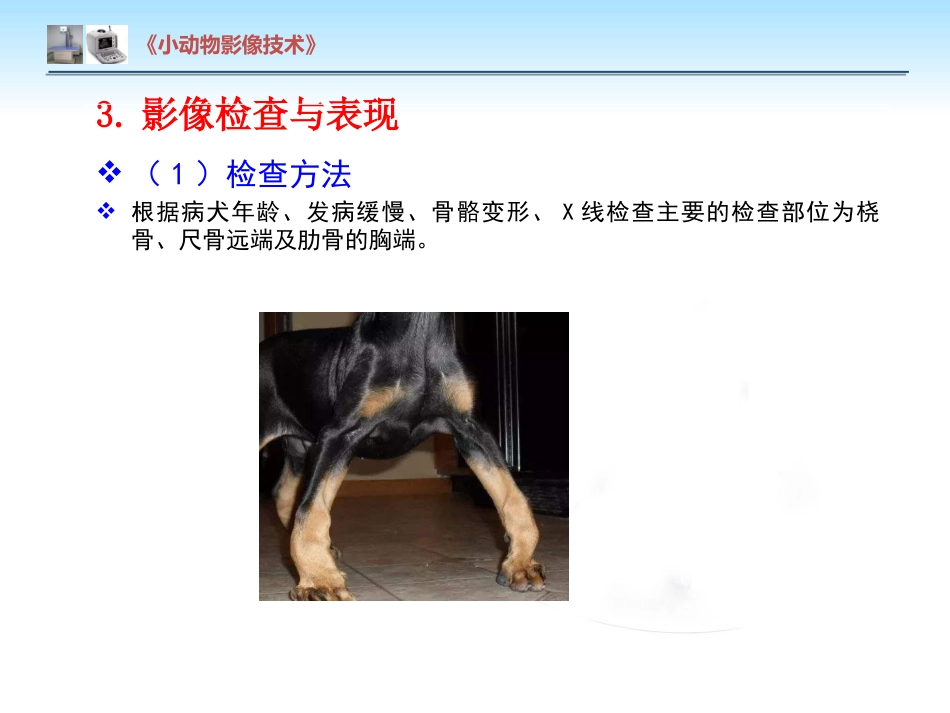 【小动物影像技术课件】犬佝偻病影像诊断技术【12页】_第6页