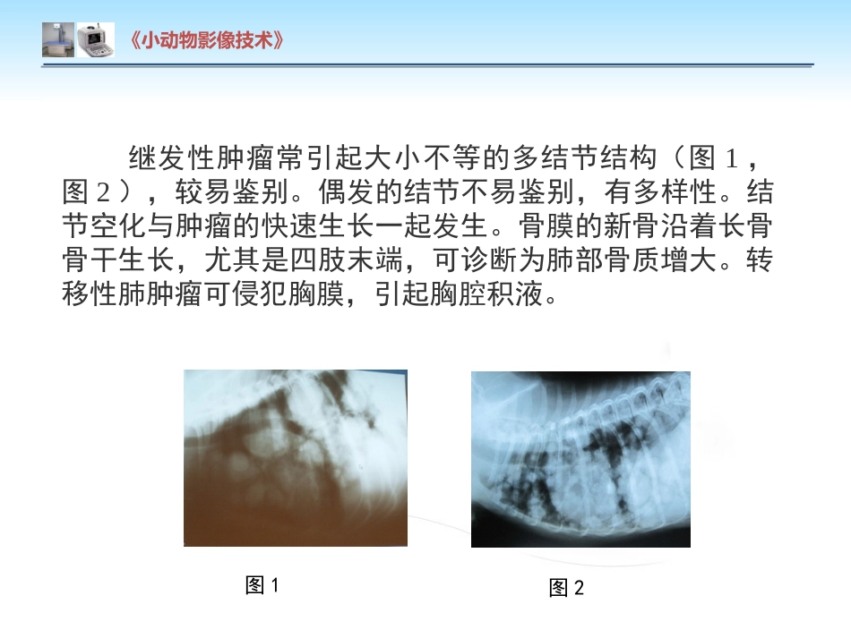 【小动物影像技术课件】肺肿瘤影像诊断技术【15页】_第12页