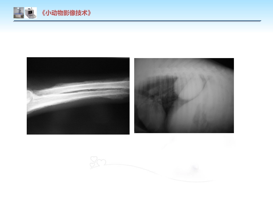 【小动物影像技术课件】肺肿瘤影像诊断技术【15页】_第8页