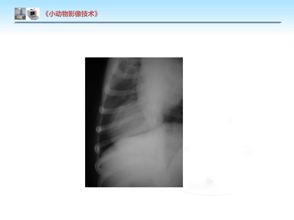 【小动物影像技术课件】肺肿瘤影像诊断技术【15页】_第9页
