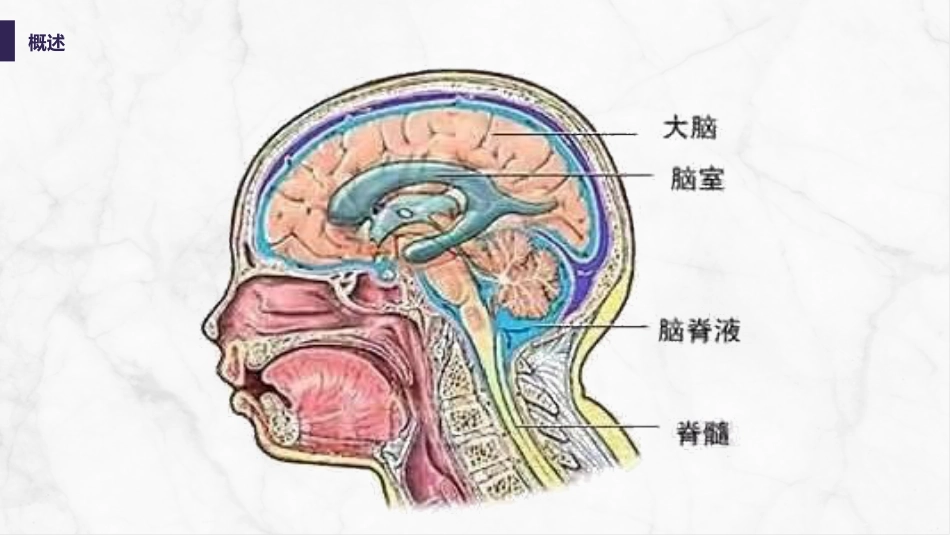 脑室引流管的护理_第8页