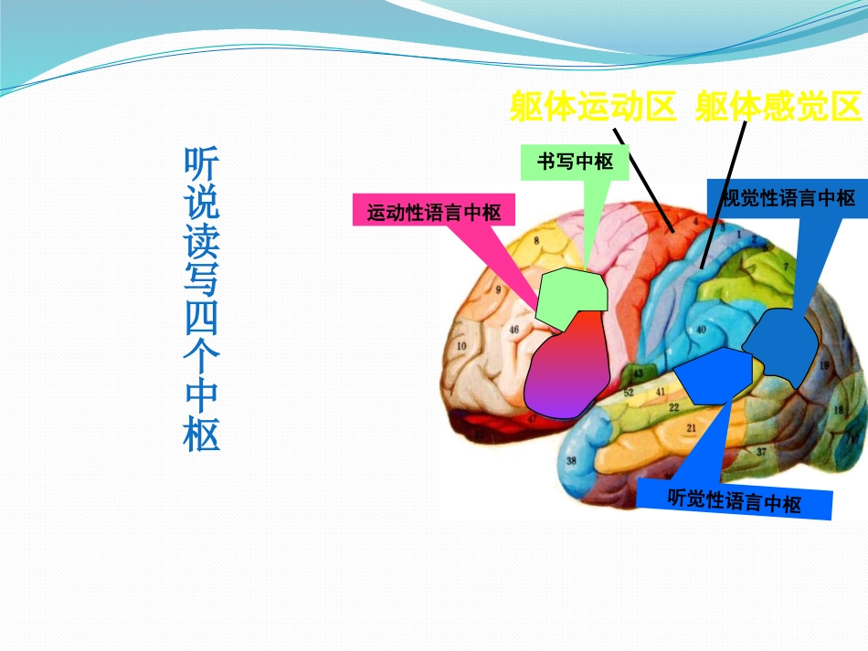 阿尔茨海默病_第13页