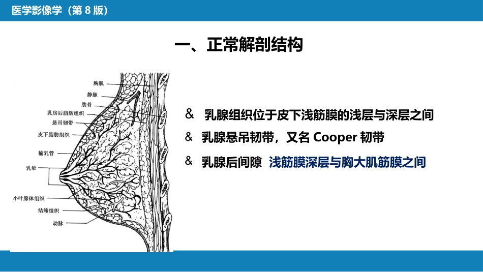 第六章 乳腺_第12页