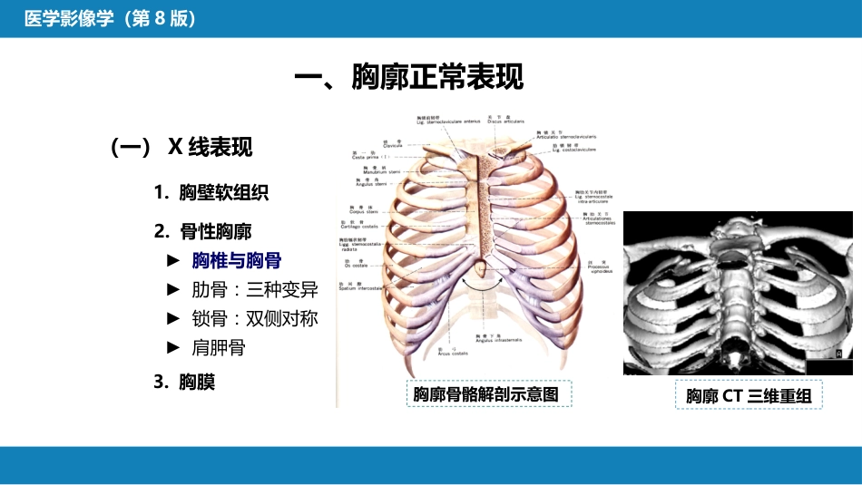 第四章 呼吸系统 第一节 检查技术；第二节 正常影像表现_第15页