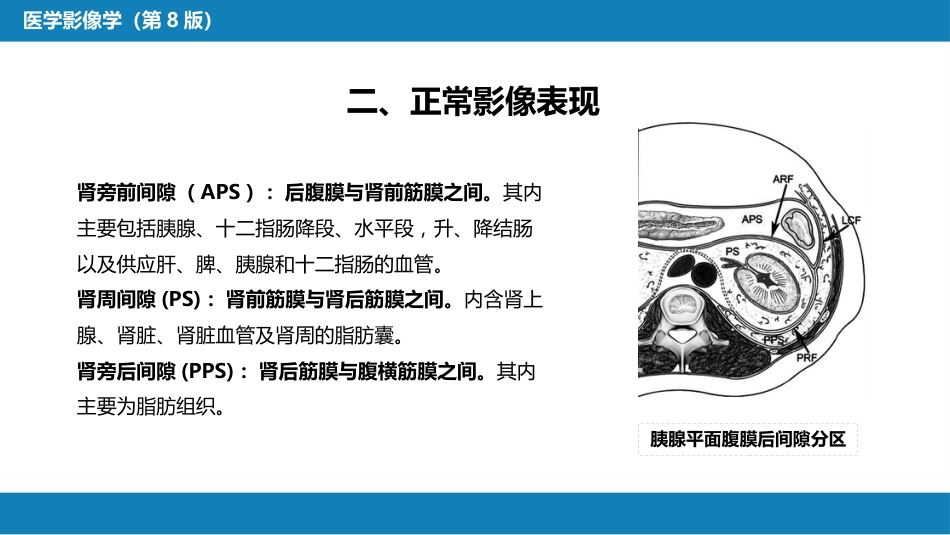 第八章 泌尿生殖系统与腹膜后间隙 第五节 腹膜后间隙_第6页