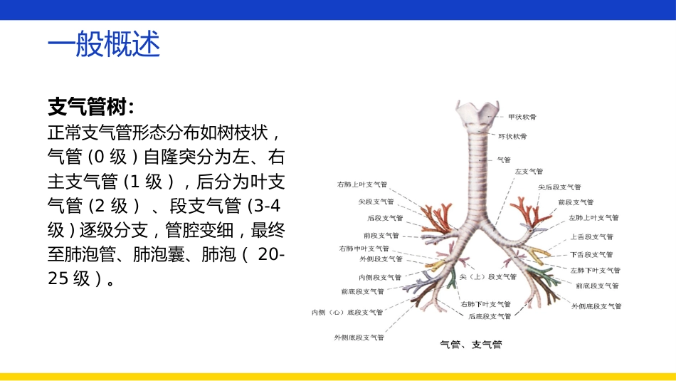 支气管扩张伴大咯血患者查房_第4页