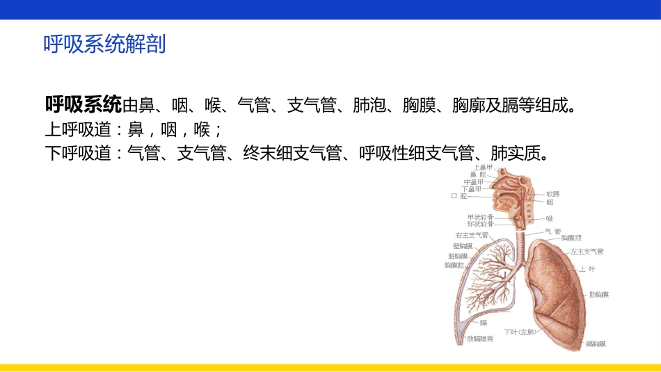 支气管扩张伴大咯血患者查房_第5页