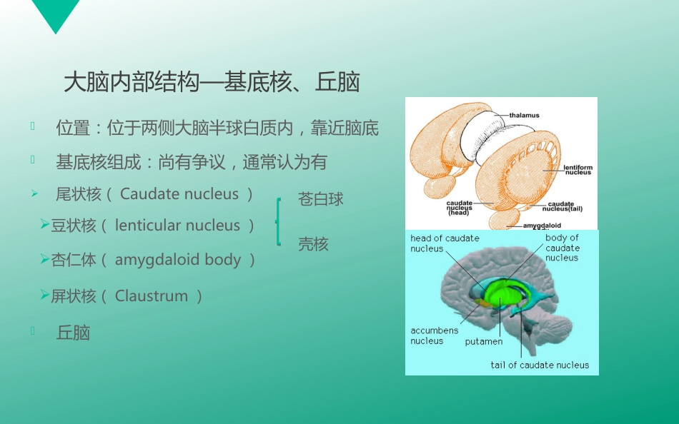 腔隙性脑梗塞_第5页