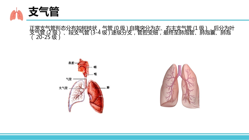 支气管扩张病人的护理1_第3页