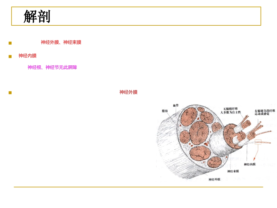 周围神经_第10页