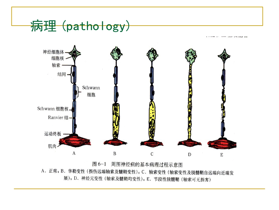 周围神经_第12页