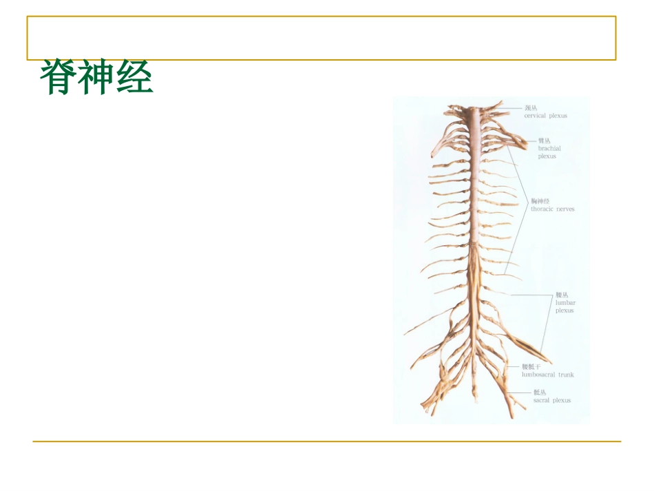 周围神经_第15页