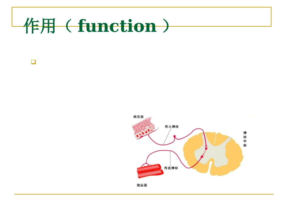 周围神经_第4页