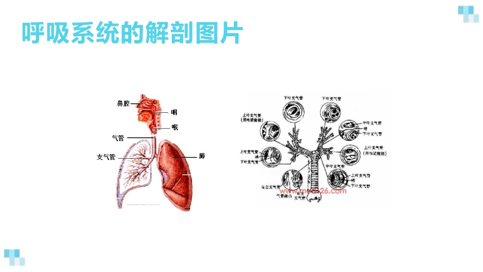 支气管扩张2_第3页