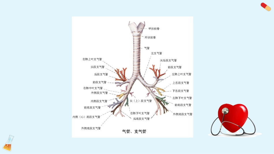 支气管扩张3_第4页