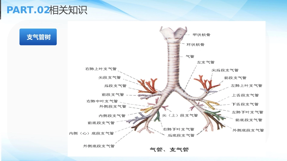 支气管扩张病人的护理3_第12页
