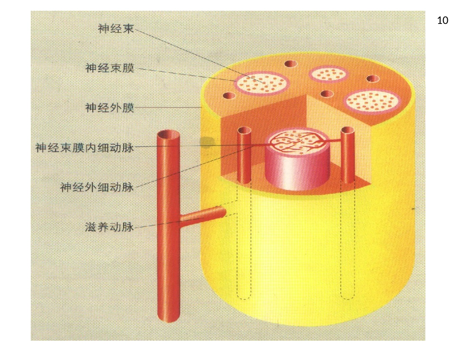周围神经病_第10页