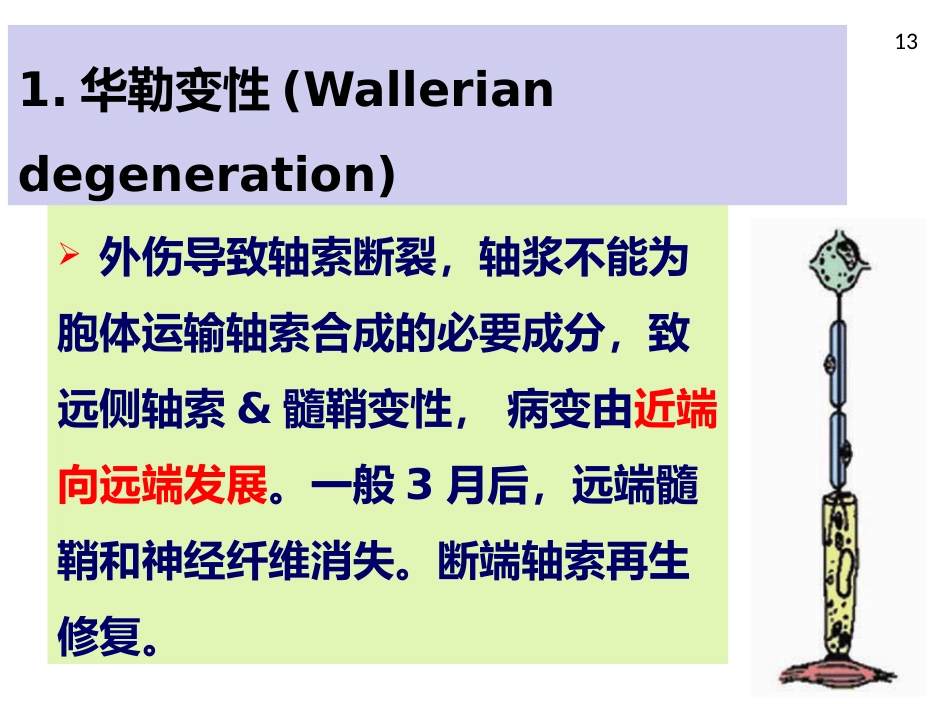 周围神经病_第13页
