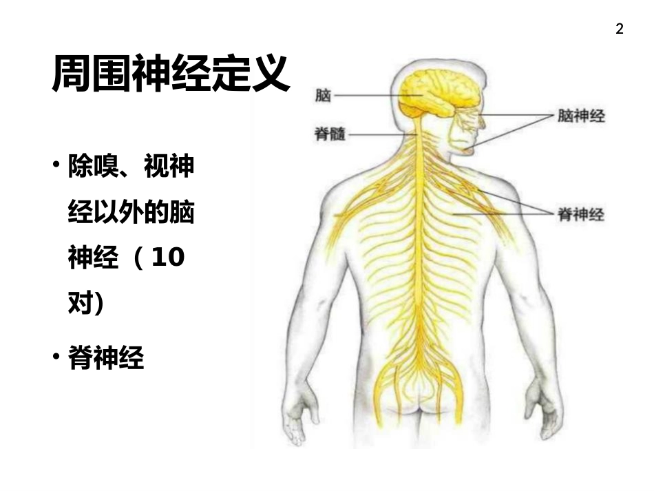 周围神经病_第2页
