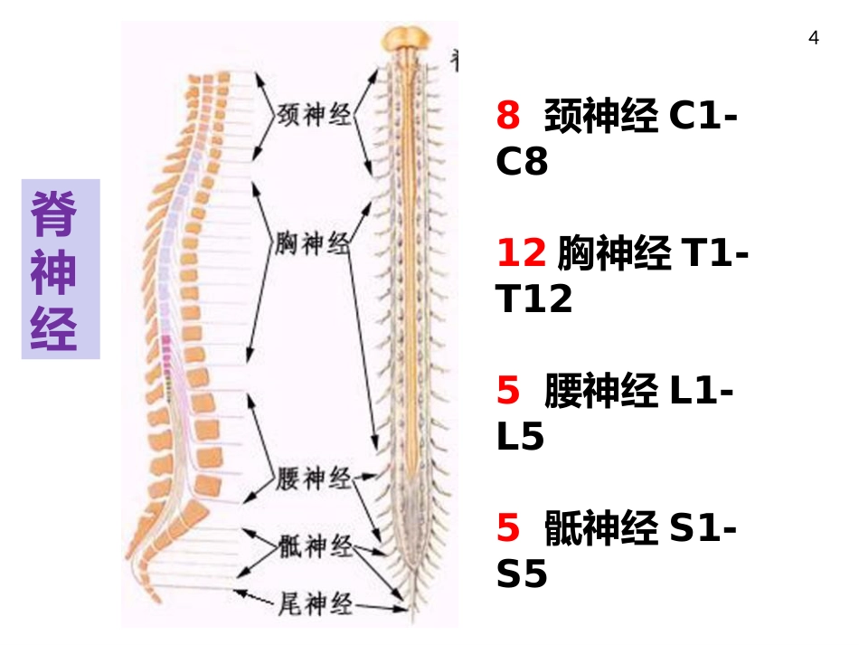 周围神经病_第4页