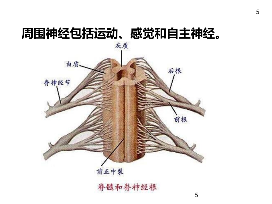 周围神经病_第5页