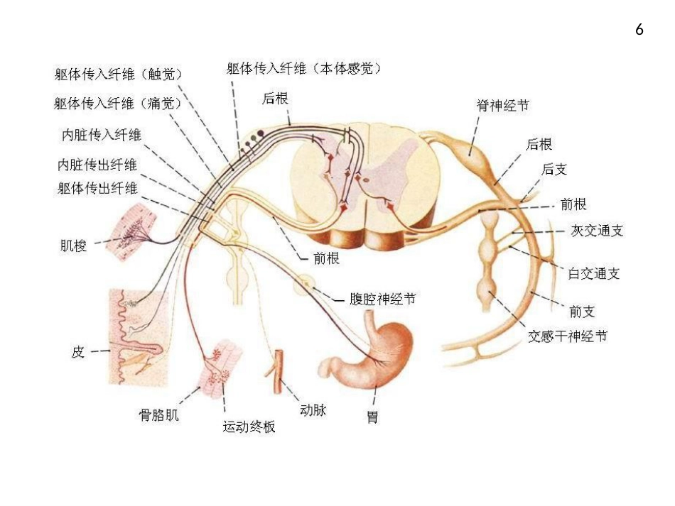 周围神经病_第6页