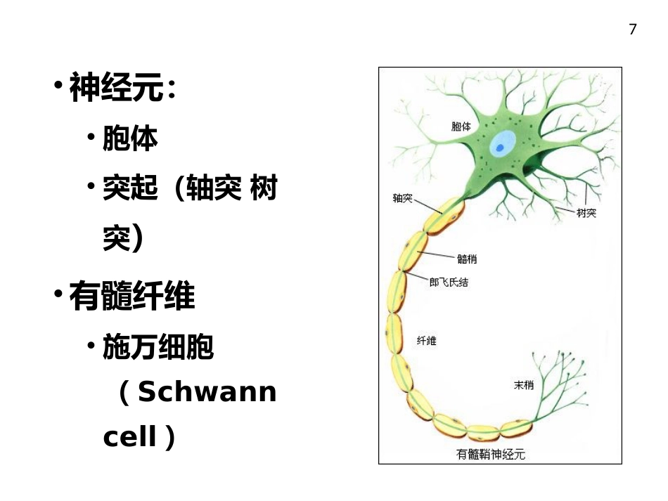 周围神经病_第7页