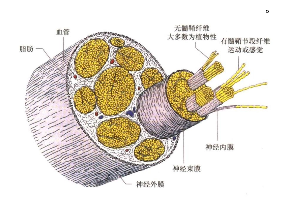 周围神经病_第9页