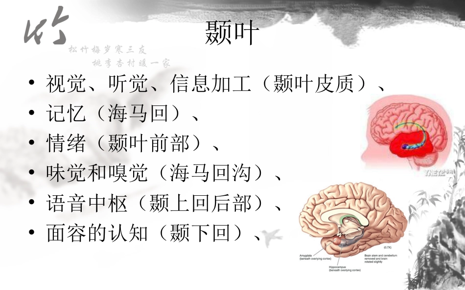 神经系统解剖结构与功能及常见辅助检查_第12页