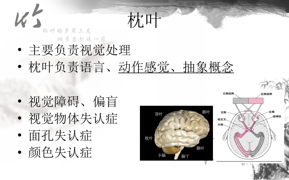 神经系统解剖结构与功能及常见辅助检查_第14页