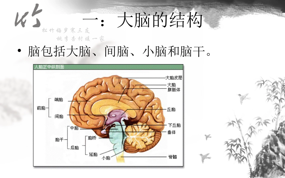 神经系统解剖结构与功能及常见辅助检查_第4页
