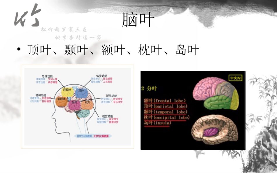 神经系统解剖结构与功能及常见辅助检查_第7页