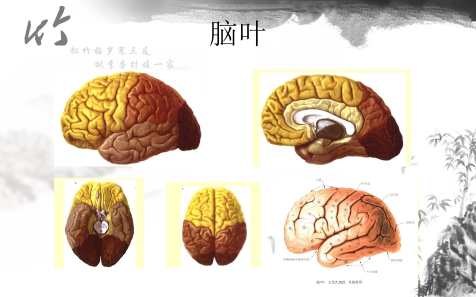 神经系统解剖结构与功能及常见辅助检查_第8页