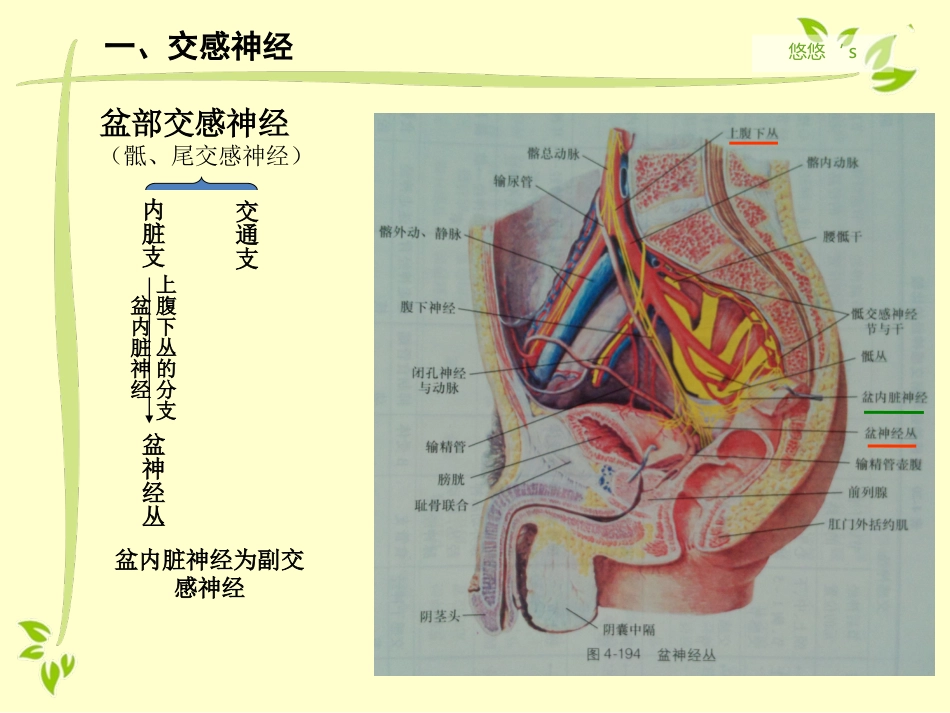 内脏运动神经（自主神经）_第10页