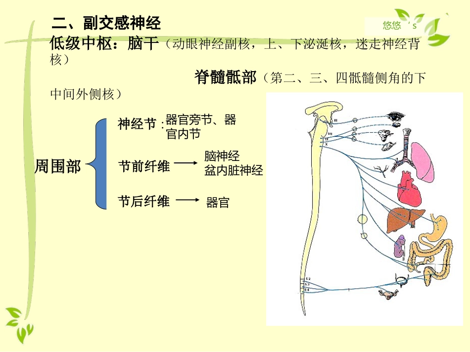 内脏运动神经（自主神经）_第11页