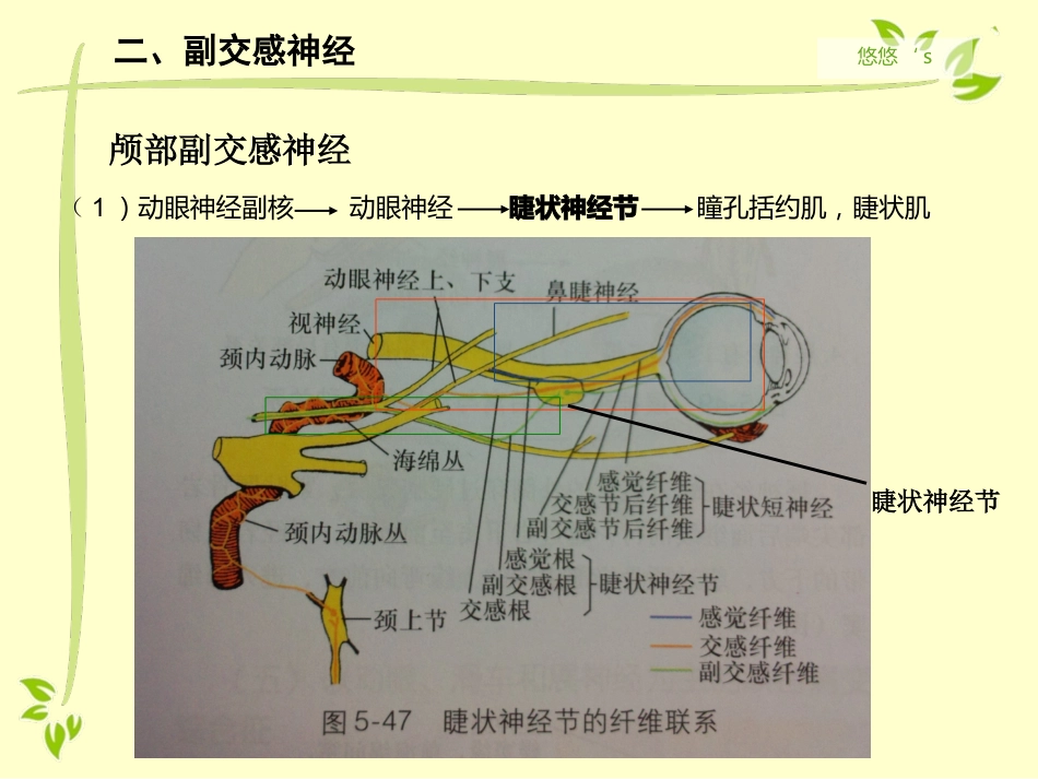 内脏运动神经（自主神经）_第12页