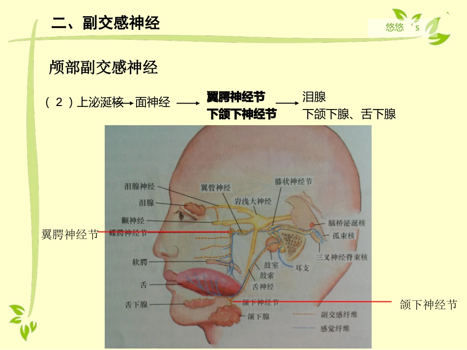 内脏运动神经（自主神经）_第13页