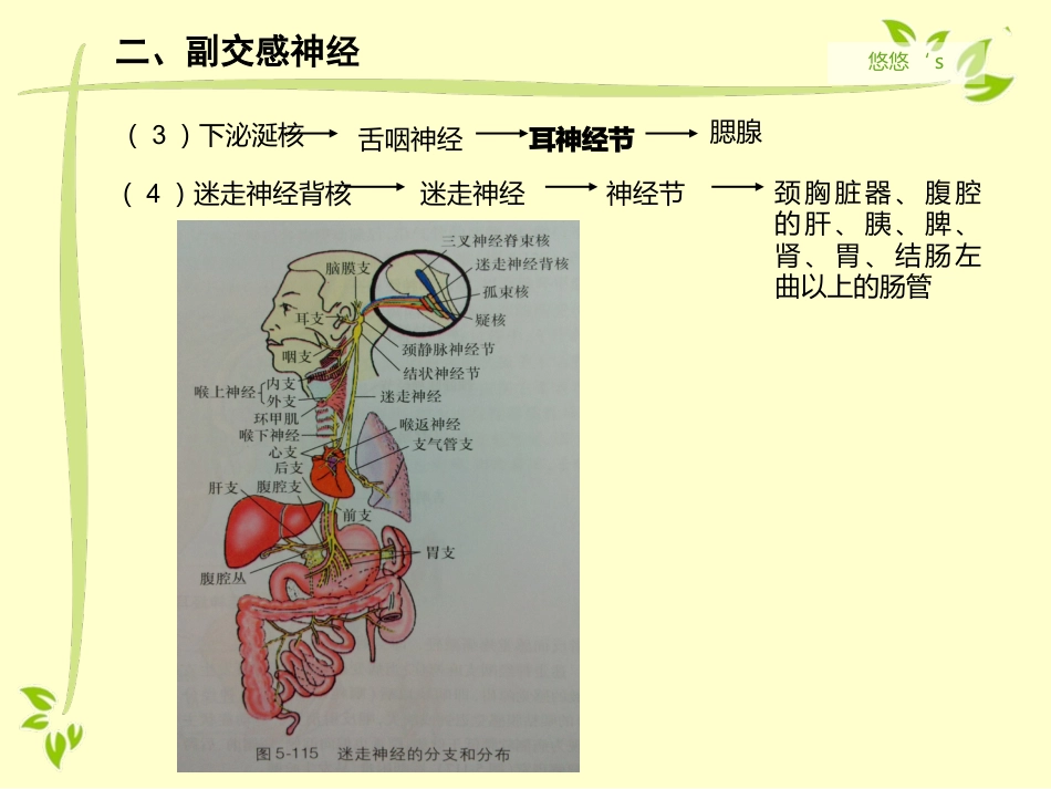 内脏运动神经（自主神经）_第14页