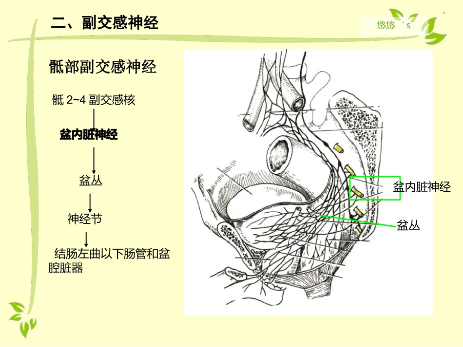 内脏运动神经（自主神经）_第15页