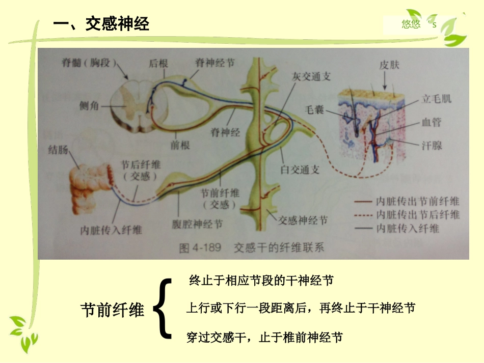 内脏运动神经（自主神经）_第5页