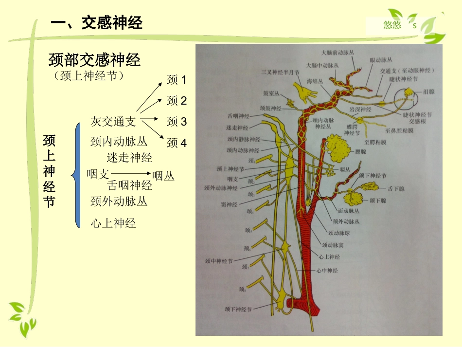 内脏运动神经（自主神经）_第6页