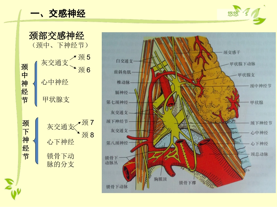 内脏运动神经（自主神经）_第7页