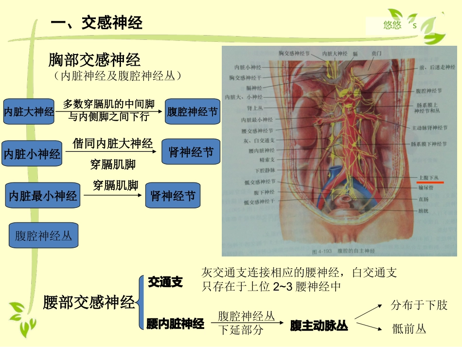 内脏运动神经（自主神经）_第9页