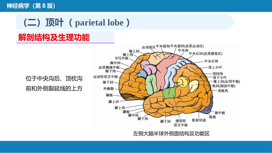 第二章 神经系统的解剖、生理及病损的定位诊断（1）_第15页